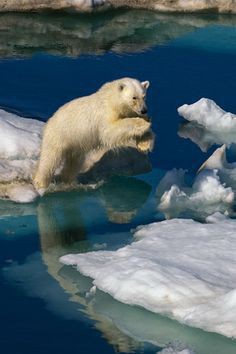 National Geographic puzzle-ök a Clementoni-tól