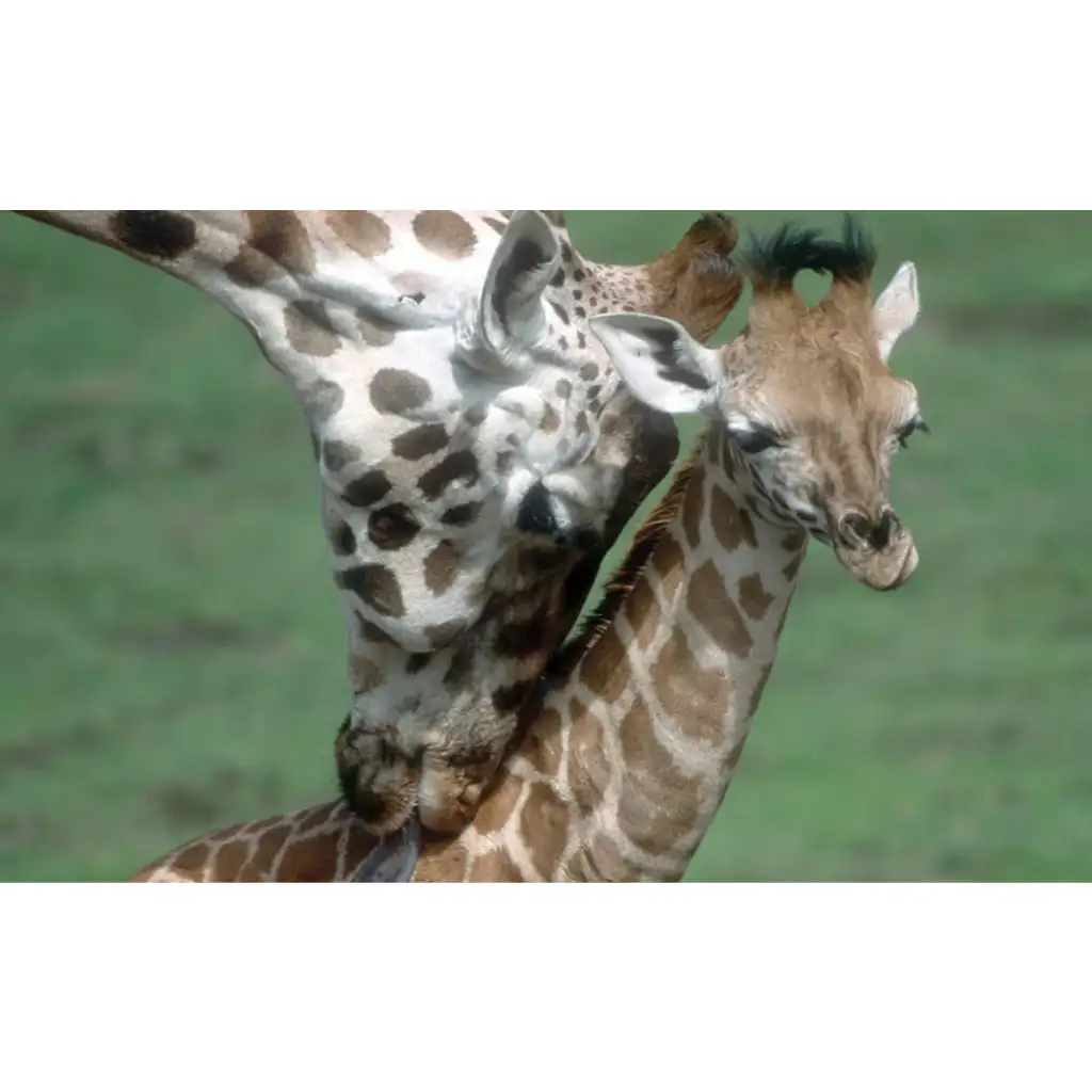 Zvieratá a ich mláďatá diapozitív kép 2