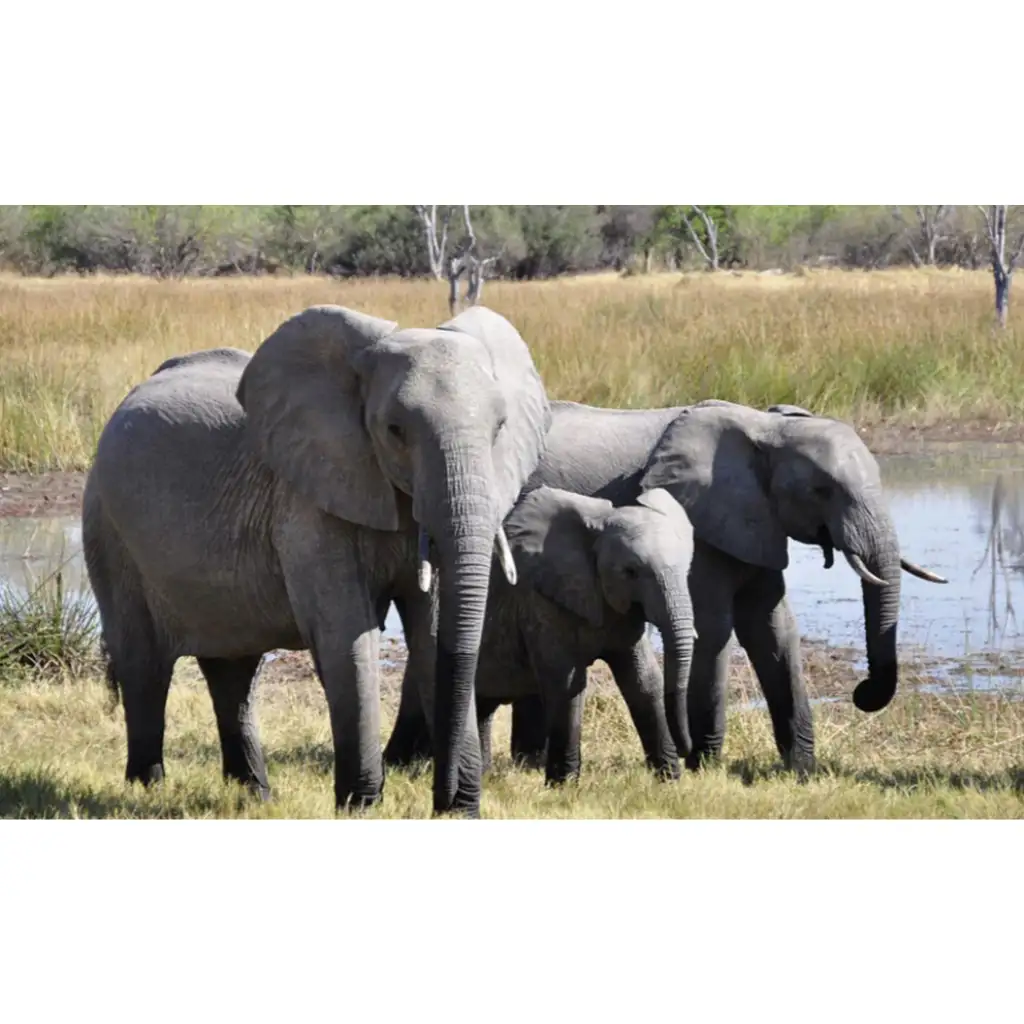 Zvieratá a ich mláďatá diapozitív kép 3